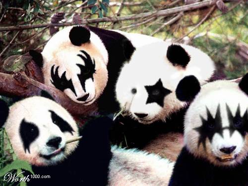 panda kiss.jpg