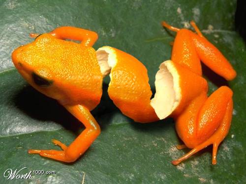 orangepeelfrog.jpg