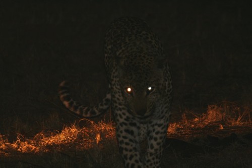 Leopard Creepy~1.jpg