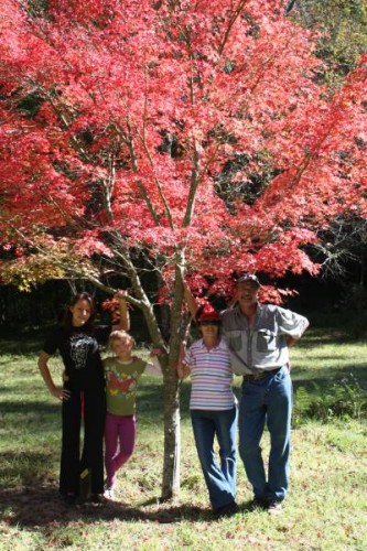 Maple tree in full Autumn regalia