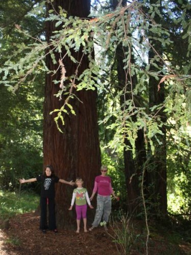 A young California Redwood (about 100 yrs+)