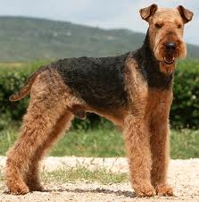 airedale 1.jpg