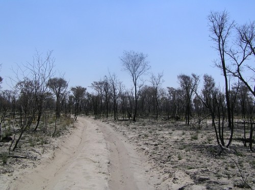 The sandy roads were fun to drive on for a while. The bush had also recenty been burnt and that resulted in there being no/very few animals to be found in the recently burnt areas. Futher North, the fire was still burning.