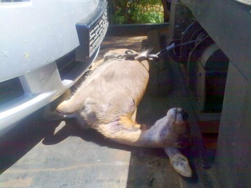 &quot;Hindrig Bruise-O&quot;... the poor springbok that jumped in front of the Honda... causing approx 35K damage!
