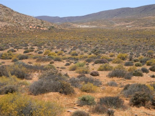 Namakwa  Namibia 2011 1701 (Medium).JPG
