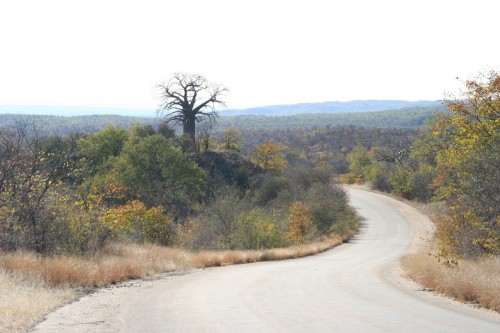 Boabab in Kruger Park