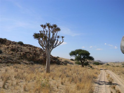 Namakwa  Namibia 2011 239 (Medium).JPG