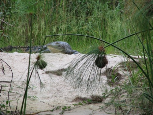 19 Okavango Delta spietkop.JPG