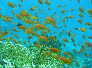 RedSea (777).JPG