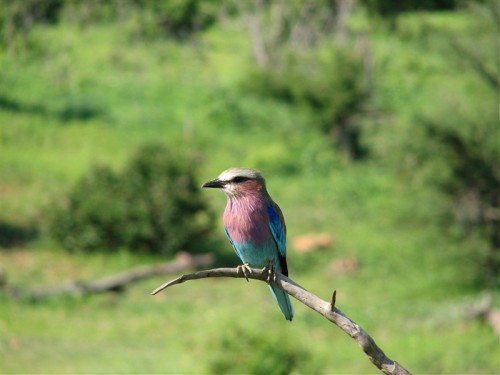 60 Chobe nasionale vogel van Botswana.JPG