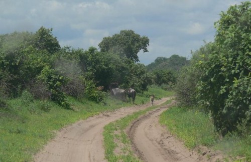 Blou wildebeeste voor Savuti