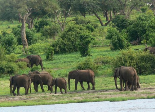 Honderde olifante langs die Chobe rivier