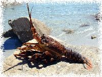 lobster[1].jpg