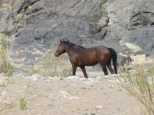 Wild horse in fish river