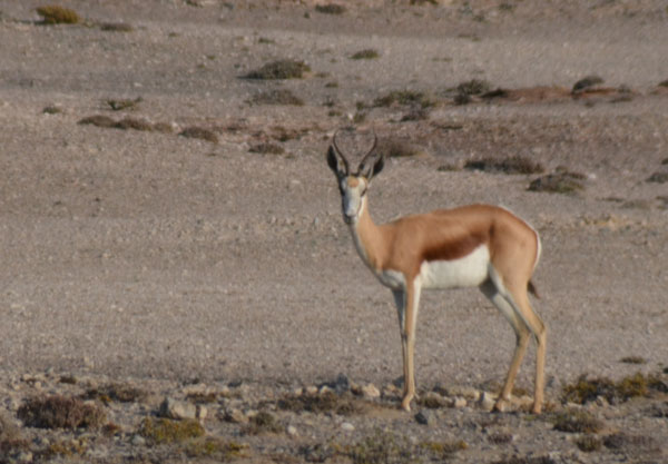 Springbok