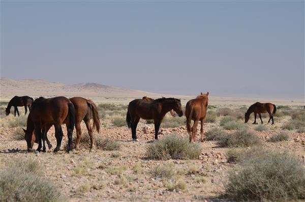 Wild horses