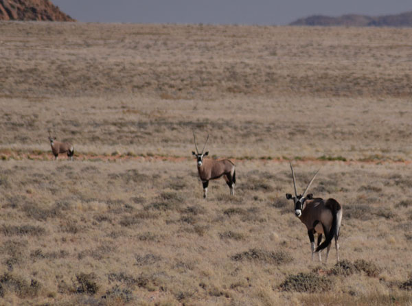 Gemsbok