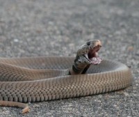 snake.....jpg