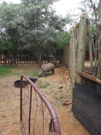 rhinos1.jpg