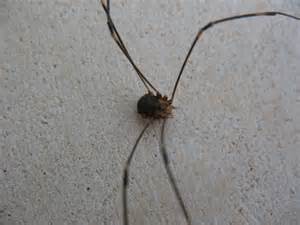 Harvestman spider.jpg