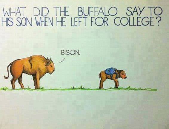 Bison.jpg