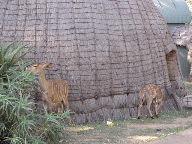 nyala.jpg