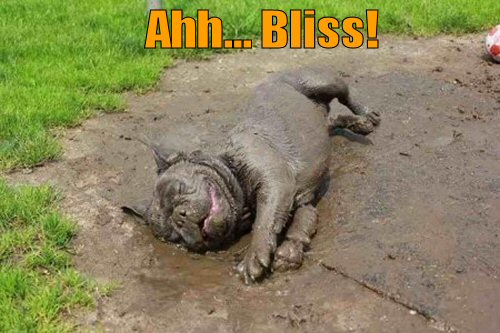 funny-dog-picture-ahh-bliss.jpg