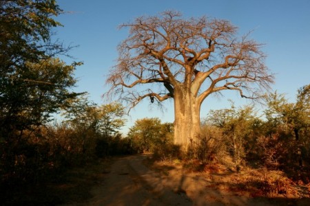 Baobab.jpg