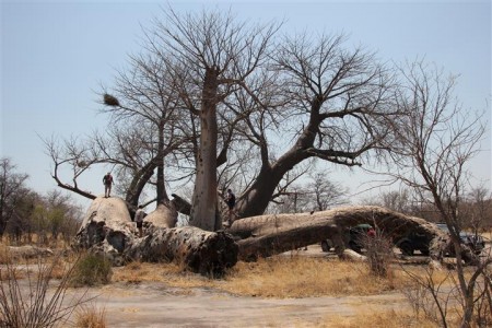 dorsland trekker boom noord van Tsumkwe