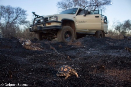 My Hilux and a veld fire survivor, a baby leopard tortoise.