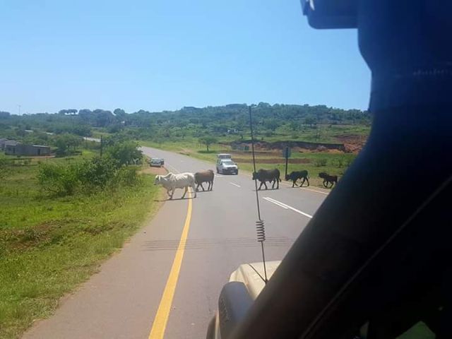 Pongola Cattle.jpg