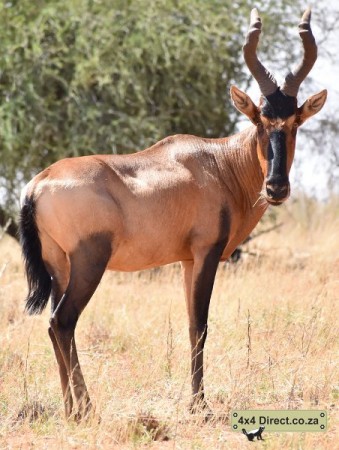 Kgalagadi 2018