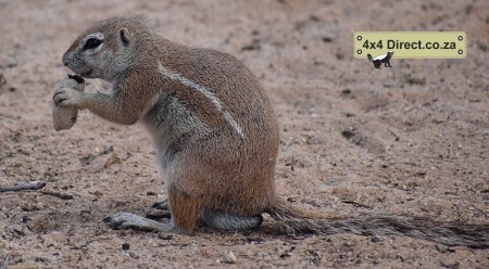 Kgalagadi 2018