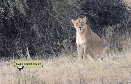 Kgalagadi 2018