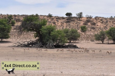 Kgalagadi 2018