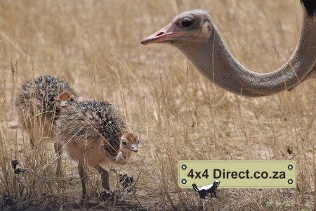 Kgalagadi 2018