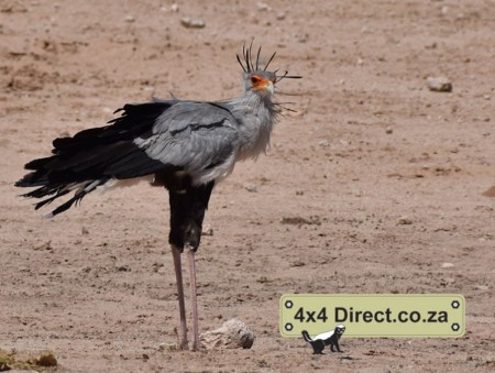 Kgalagadi 2018