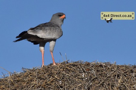 Kgalagadi 2018