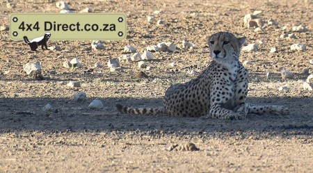 Kgalagadi 2018