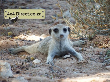 Kgalagadi 2018